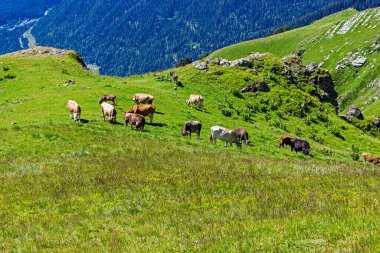 Bir yaz günü dağlık arazide bir çayırda inekler