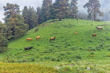 Sisli bir günde, dağlık arazideki bir çayırda inekler