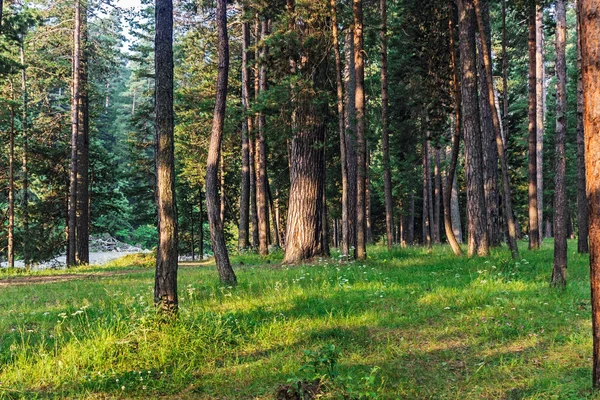 Hermoso bosque de pinos por la mañana temprano —  Fotos de Stock