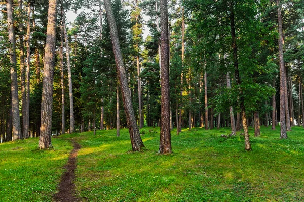 Красивий сосновий ліс рано вранці — стокове фото