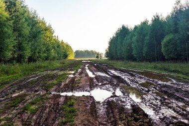 Ormanda su birikintileri olan toprak yol.
