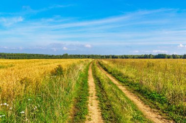 Güneşli bir yaz gününde tarlada toprak yol