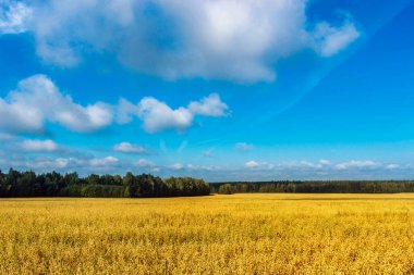 Sarı yulaf tarlasında bulutlu mavi gökyüzü
