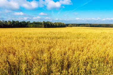 Sarı yulaf tarlasında bulutlu mavi gökyüzü