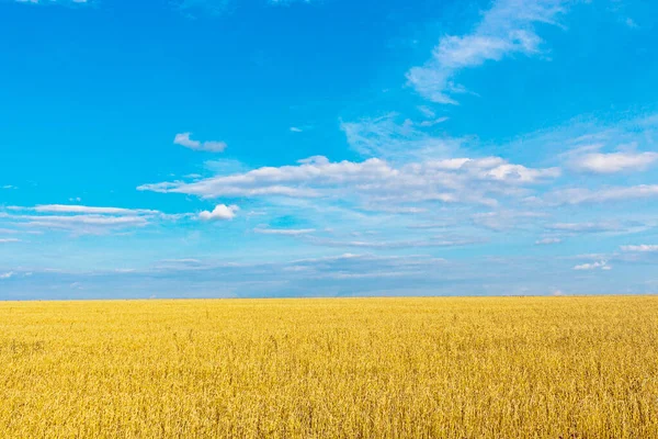 Cielo azul con nubes sobre campo de trigo amarillo —  Fotos de Stock