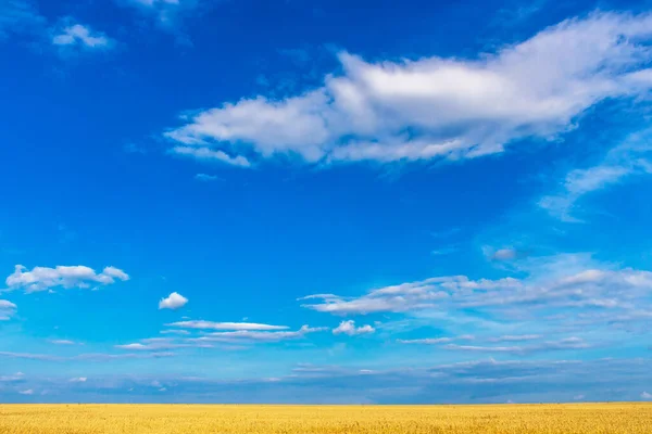 Blauer Himmel mit Wolken über gelbem Weizenfeld — Stockfoto