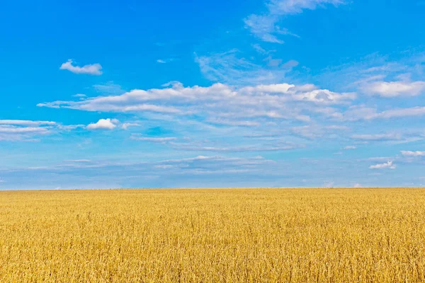 Cielo azul con nubes sobre campo de trigo amarillo — Foto de Stock
