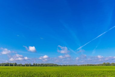 Bir yaz gününde yonca tarlası ve mavi gökyüzü