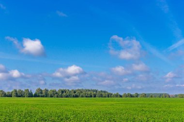 Bir yaz gününde yonca tarlası ve mavi gökyüzü