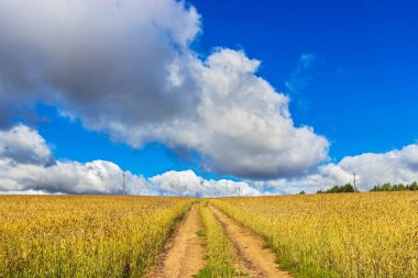 Güneşli bir yaz gününde tarlada toprak yol