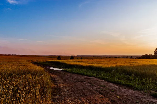 Chemin de terre dans un champ un soir d'été au coucher du soleil — Photo
