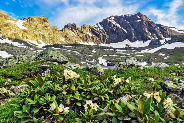 Meredek sziklák és vadvirágok a kaukázusi hegyekben — Stock Fotó
