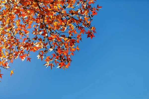 Autumn foliage, old orange maple leaves, dry foliage of trees, soft focus, autumn season, nature change, bright soft sunlight