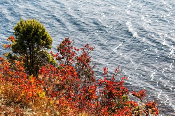 autumn forest by the sea