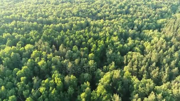 Uno ha sorvolato la foresta di Bitsa — Video Stock