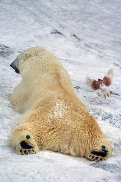 흰색 북극곰 — 스톡 사진