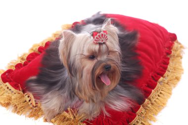 Yorkshire terrier portre