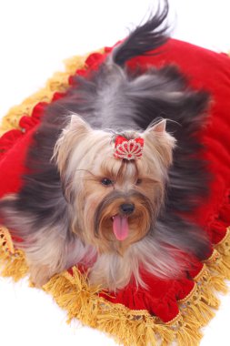 Yorkshire terrier portre
