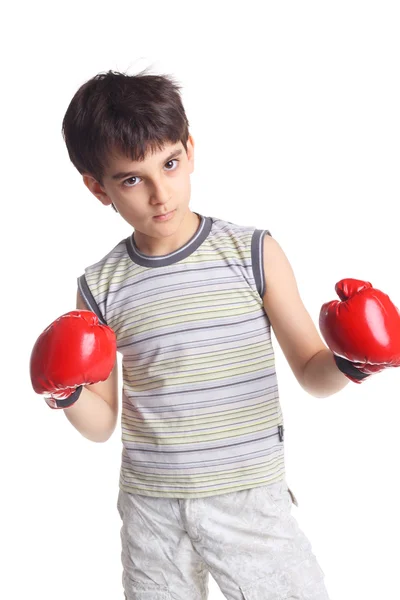 Przystojny bokser mały — Zdjęcie stockowe