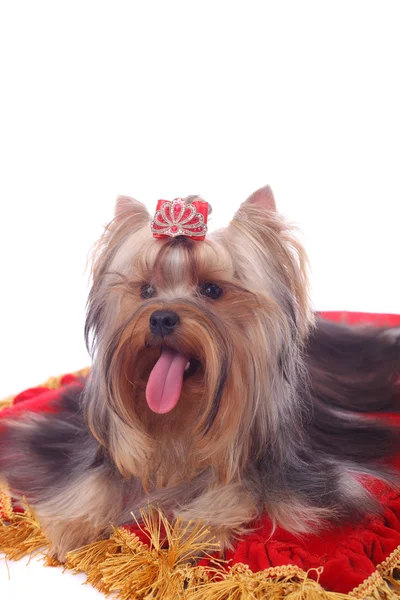 Yorkshire terrier zbliżenie — Zdjęcie stockowe