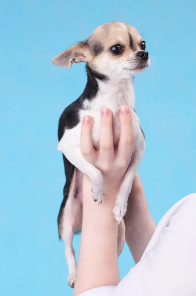 Lindo perrito — Foto de Stock