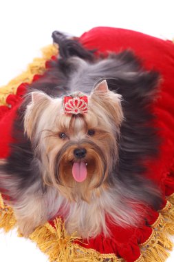 Yorkshire terrier portre