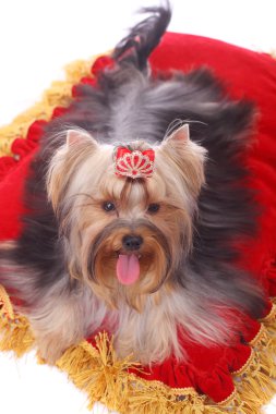 Yorkshire terrier portre