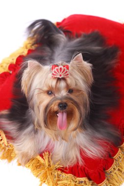 Yorkshire terrier portre