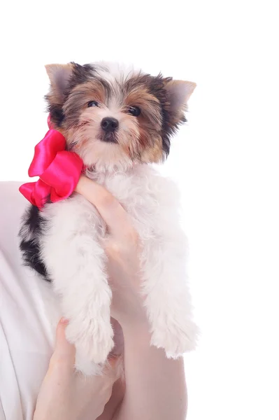 Carino cagnolino — Foto Stock