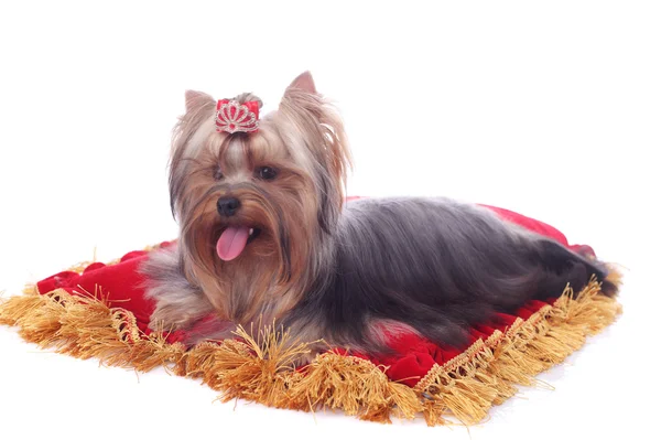 Yorkshire terrier zbliżenie — Zdjęcie stockowe