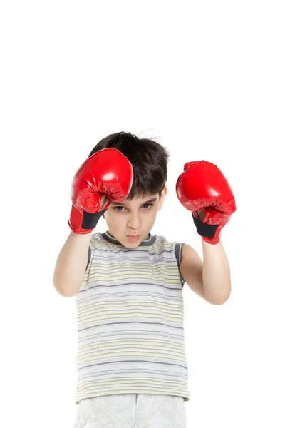 Cute little boxer — Stock Photo, Image