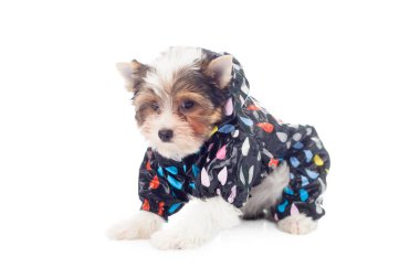 Köpek Giyim