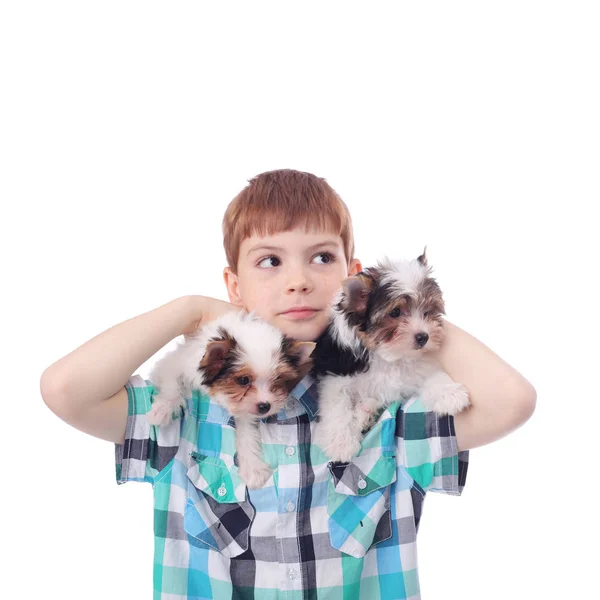 Menino e cachorros — Fotografia de Stock