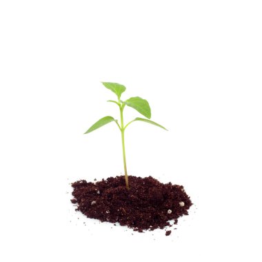 tatlı tatlı biber sıçramak yeşil filizlenir