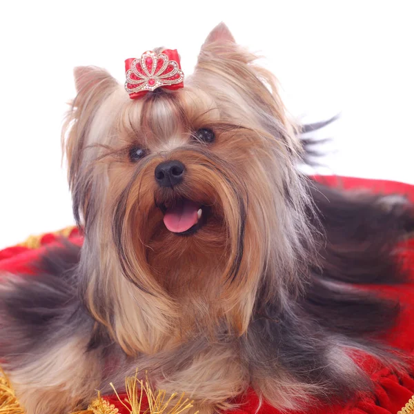 Yorkshire funny terrier — Stock Photo, Image