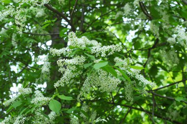 Beyaz kuş kiraz ağacı portre