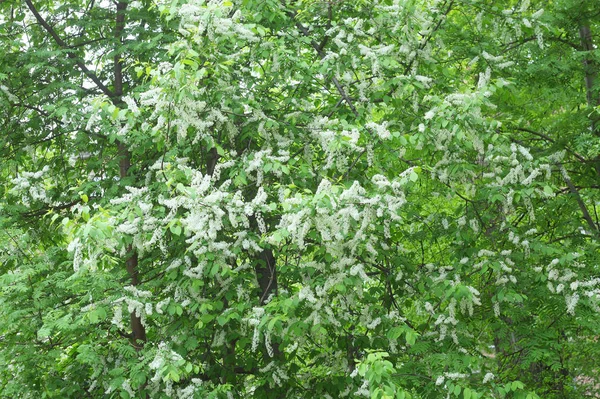 Albero Ciliegio Uccello Bianco Primo Piano — Foto Stock