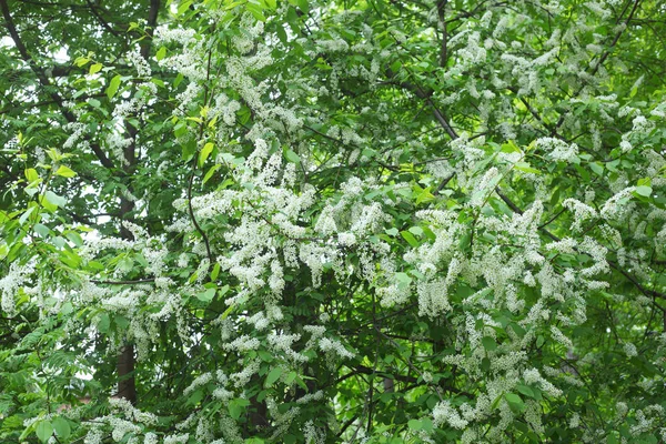 Pasăre Albă Cireş Copac Closeup — Fotografie, imagine de stoc