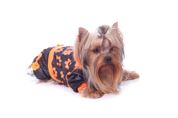 Yorkshire terrier closeup — Stock Photo, Image