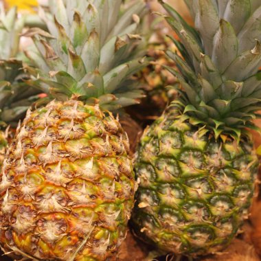 Büyük ananas portre