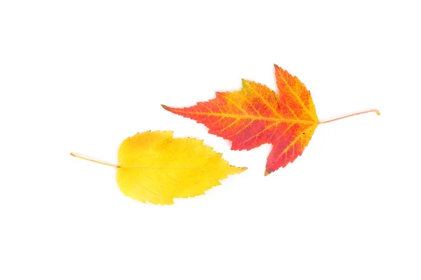 Collection Yellow Red Leaves Closeup — Stock Photo, Image