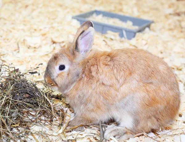 Pretty Cute Little Rabbit Closeup — Stock Photo, Image