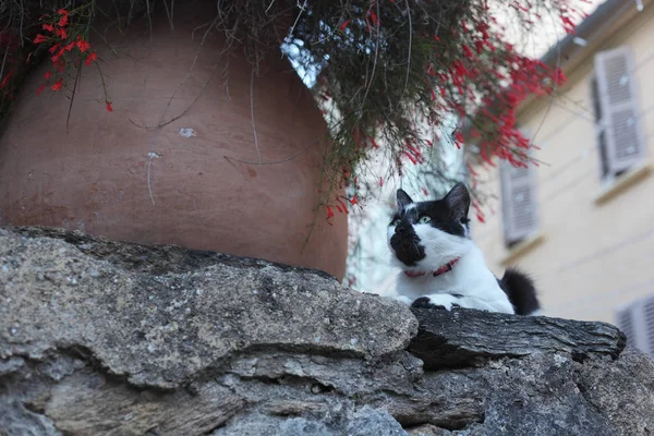 Schwarze und weiße Katze — Stockfoto