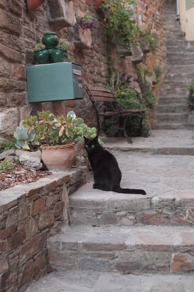 Chat noir dans la rue — Photo