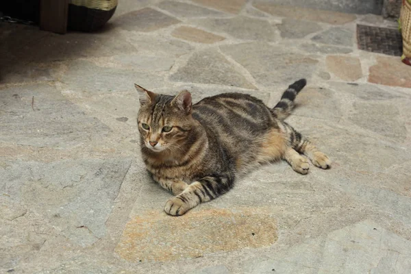 Katze entspannt sich draußen — Stockfoto