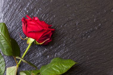 güzel bir kırmızı gül closeup 