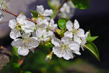 Bulanık bir arka plan üzerinde kiraz çiçekleri.
