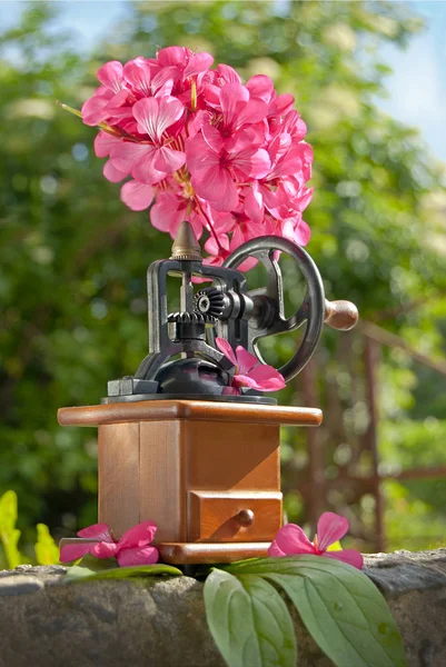 Kaffeemühle auf einem Hintergrund aus Pflanzen und Blumen. — Stockfoto