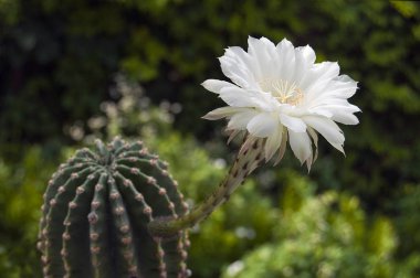 Yeşil bir arka plan üzerinde çiçek açması kaktüs.