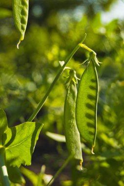 Güneş ışığı ile parlıyordu bezelye.